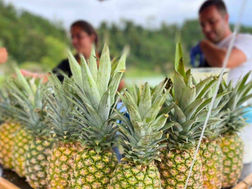 Gin tasting pineapple greenhouse Azores